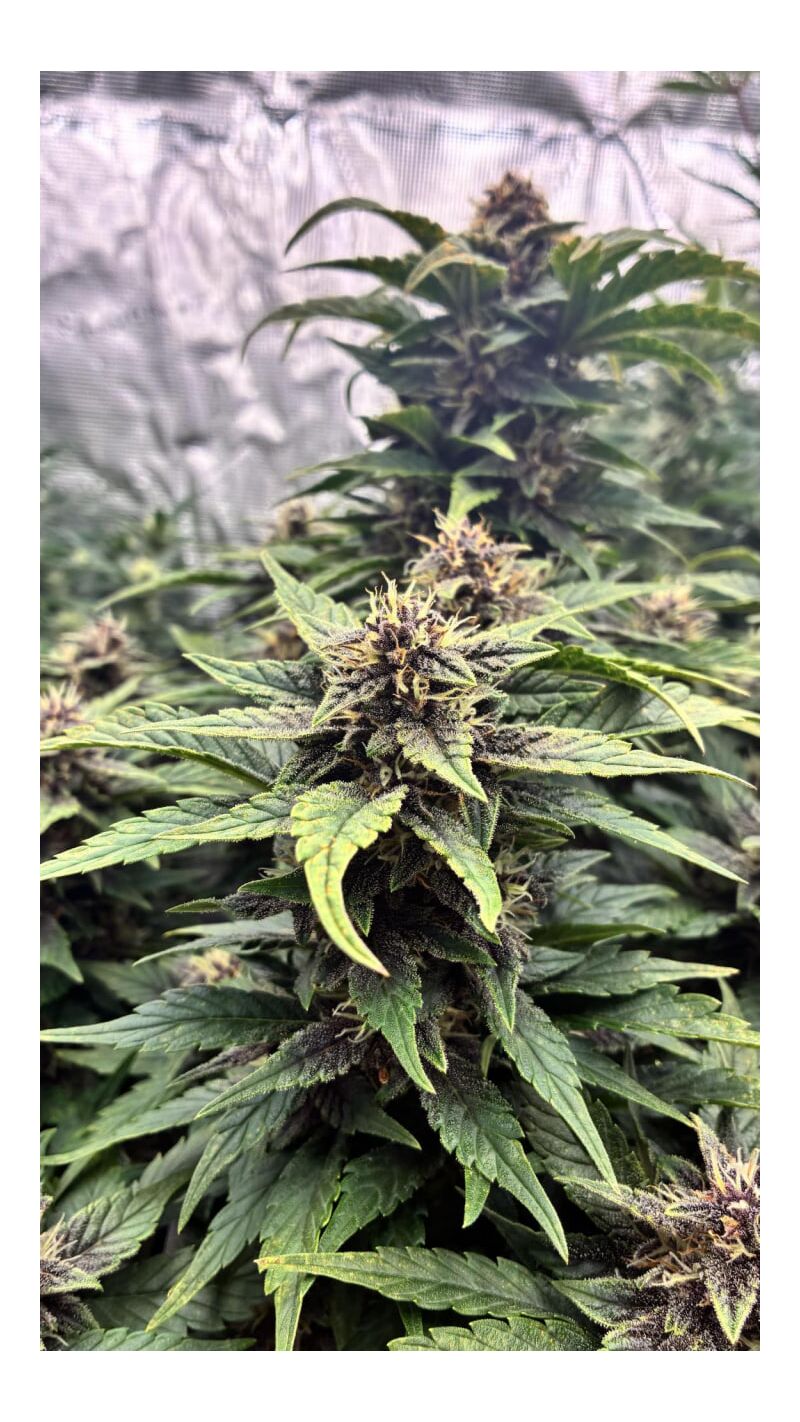 Purple Haze Auto, Фасовка: 3, изображение 4